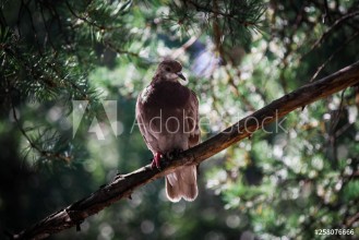 Bild på Dove in the park